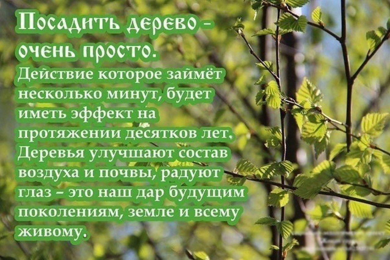 Вся россия наш сад чьи слова. Цитаты про деревья. Стихи про посадку деревьев. Стихи про посадку деревьев для детей. Стихи про деревья.